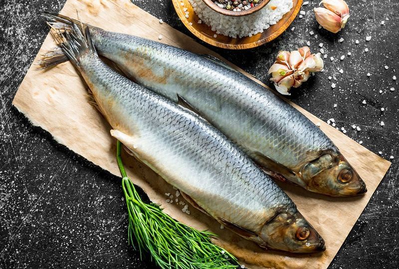 Гид по видам сельди