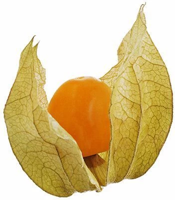 Физалис Колумбия 1уп-0}