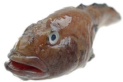 Бычок черноморский замороженный 1кг-1}