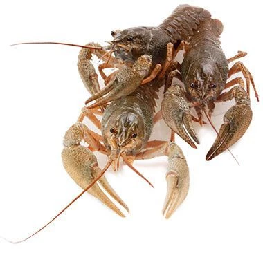 Раки Севанские варено-мороженые 1,8кг-0}