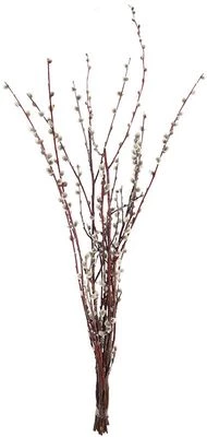 Верба 7-9шт -1}