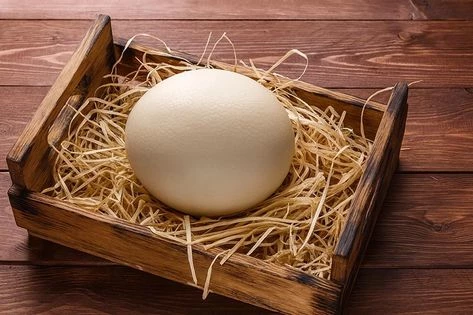 Страусиное яйцо: отличия от куриного, как готовить гигантский деликатес и удивительные факты