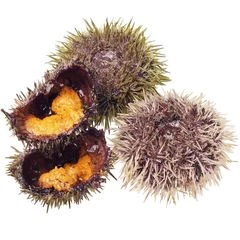 Еж морской живой Мурманский 1шт