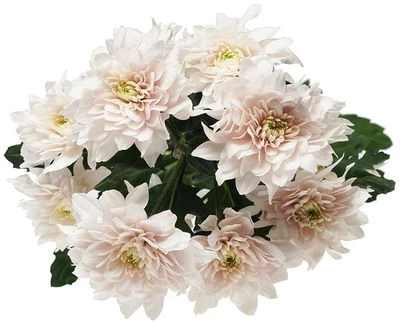 Хризантема Пастела Пинк 1шт-1}