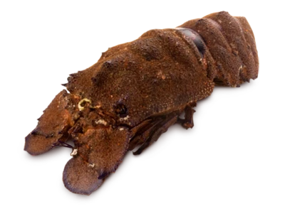 Цикада морская живая, 1 кг-0}