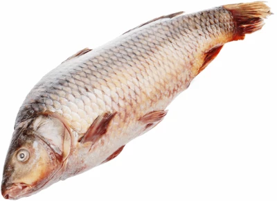 Сазан каспийский тушка ~1,5кг-0}