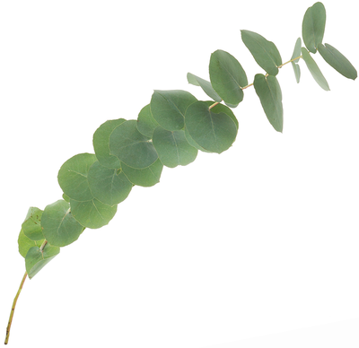 Листья эвкалипт мини Италия 1шт ~17 -40см-1}