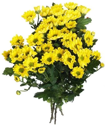 Хризантема кустовая Сантини желтая 1шт-0}