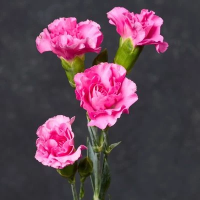 Гвоздика кустовая лиловая Мелисса ~50см 1шт-1}