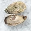 thumb-Устрица Перл Блан Тунис 1шт-0}