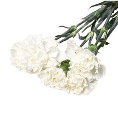 Букет белых гвоздик 5шт