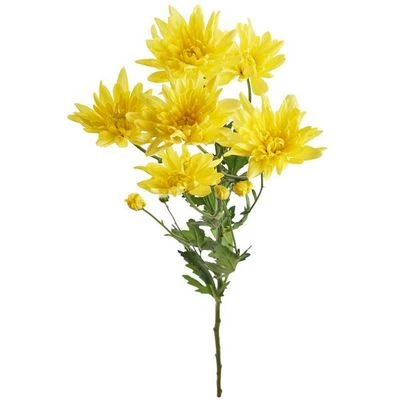 Хризантема кустовая Радость желтая ~ 60см 1шт-0}