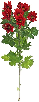 Хризантема кустовая красная Бонтемпи 1шт-0}