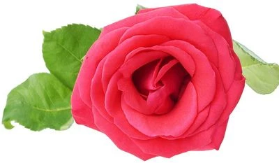 Роза Хот Шот 1шт-1}