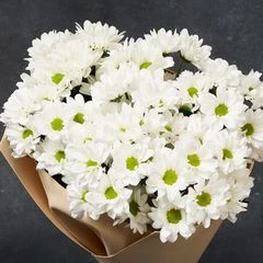 Букет хризантем Бакарди к празднику 7шт