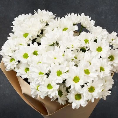 Букет хризантем Бакарди к празднику 7шт-1}