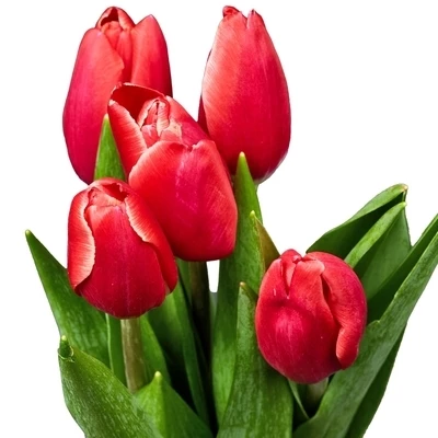 Букет красно-белых тюльпанов 5шт-0}
