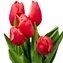 thumb-Букет красно-белых тюльпанов 5шт-0}