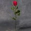 thumb-Роза красная Такацци 1шт-2}