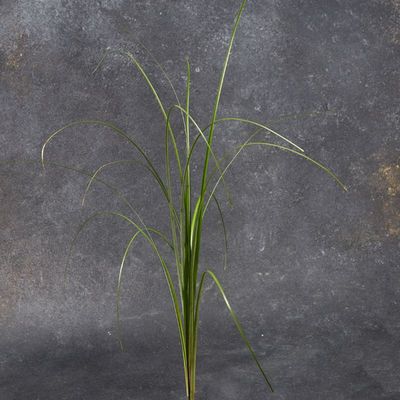 Берграсс ксерофиллум -1}