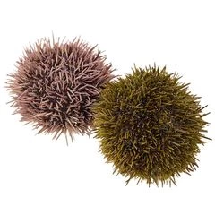 Еж морской живой Мурманский 1шт