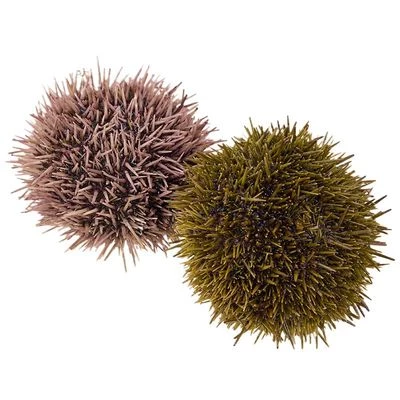 Еж морской живой Мурманский 1шт-0}