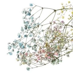 Гипсофила Экселенс для букетов 1шт