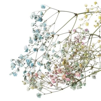 Гипсофила Экселенс для букетов 1шт-0}