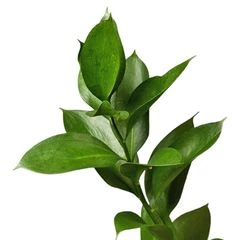 Листья рускуса для букетов 1шт 50см