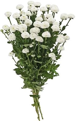 Букет белых хризантем Сантини Пизарро 5шт-0}