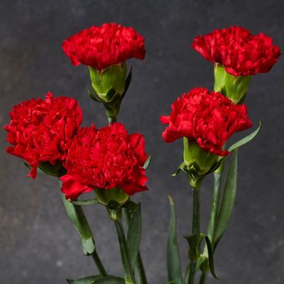 Букет красных гвоздик 5шт-1}