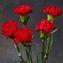 thumb-Букет красных гвоздик 5шт-1}