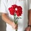 thumb-Букет красных гвоздик 5шт-4}
