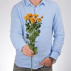 Хризантема кустовая Гранд Оранж 1шт