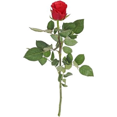 Роза красная Такацци 1шт-0}