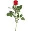 thumb-Роза красная Такацци 1шт-0}