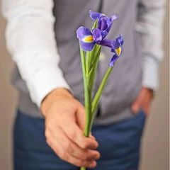 Ирис Блю Мейджик ~50см 1шт