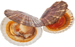 Гребешок живой дальневосточный мелкий 1шт