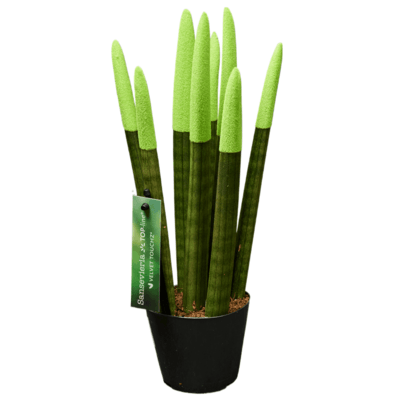 Сансевиерия Цилиндрика Вельвет микс  в горшке-0}