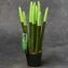 thumb-Сансевиерия Цилиндрика Вельвет микс  в горшке-2}