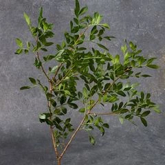 Листья фисташки для букетов 1шт