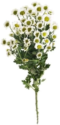 Хризантема кустовая Сантини Линди белая 1шт-1}