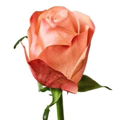 Роза Эмоушн ~40см 1шт-0}