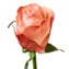 thumb-Роза Эмоушн ~40см 1шт-0}
