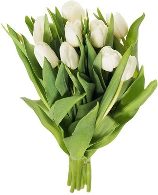Букет белых тюльпанов 9шт-0}