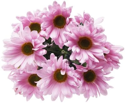 Хризантема кустовая розовая Баккарди 1шт-1}