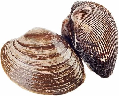 Спизула в раковине живая ~800г-0}