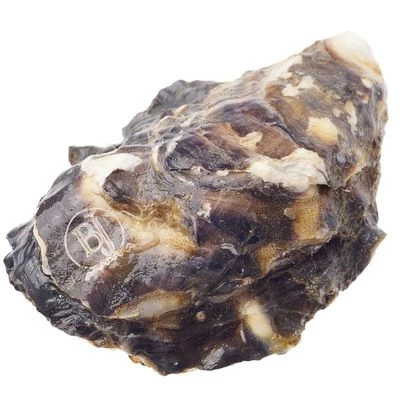 Устрица живая Baliuje 1шт-1}