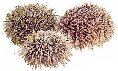 Еж морской живой ~ 0,5кг-1}
