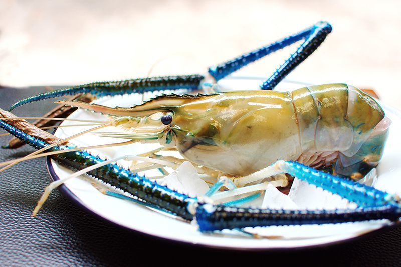 Креветка скампи: чем полезна и рецепты приготовления